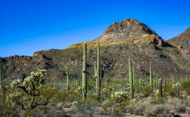 Desert landscape with cacti, Stenocereus thurberi, Carnegiea gigantea and other succulents and plants in Organ Pipe National Park, Arizona clipart