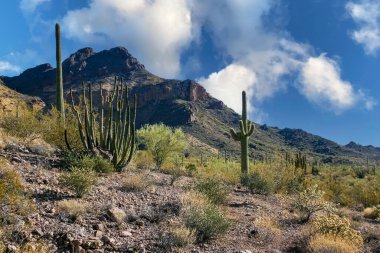 Kaktüslü çöl manzarası, Stenocereus Thurberi, Carnegiea dev çayı ve Arizona 'daki Organ Borusu Ulusal Parkı' ndaki diğer sulu bitki ve bitkiler.