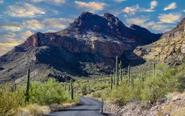 Kaktüslü çöl manzarası, Stenocereus Thurberi, Carnegiea dev çayı ve Arizona 'daki Organ Borusu Ulusal Parkı' ndaki diğer sulu bitki ve bitkiler.
