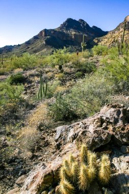 Kaktüslü çöl manzarası, Stenocereus Thurberi, Carnegiea dev çayı ve Arizona 'daki Organ Borusu Ulusal Parkı' ndaki diğer sulu bitki ve bitkiler.