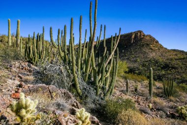Kaktüslü çöl manzarası, Stenocereus Thurberi, Carnegiea dev çayı ve Arizona 'daki Organ Borusu Ulusal Parkı' ndaki diğer sulu bitki ve bitkiler.