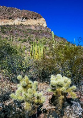 Teddy-bear cholla (Cylindropuntia bigelovii) - Kaliforniya 'da Joshua Tree NP' de inatçı sarımsı dikenli büyük dikenli armut kaktüsleri