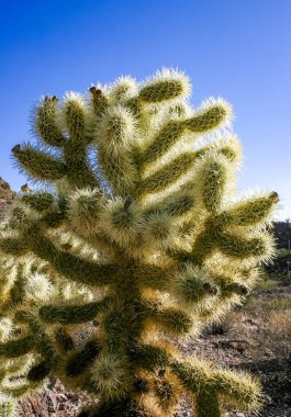 Teddy-bear cholla (Cylindropuntia bigelovii) - Kaliforniya 'da Joshua Tree NP' de inatçı sarımsı dikenli büyük dikenli armut kaktüsleri
