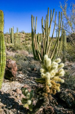 Teddy-bear cholla (Cylindropuntia bigelovii) - Kaliforniya 'da Joshua Tree NP' de inatçı sarımsı dikenli büyük dikenli armut kaktüsleri
