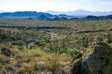 Kaktüslü çöl manzarası (Stenocereus thurberi, Carnegiea gigantea) ve Arizona 'daki Organ Borusu Ulusal Parkı' ndaki diğer sulu bitkiler