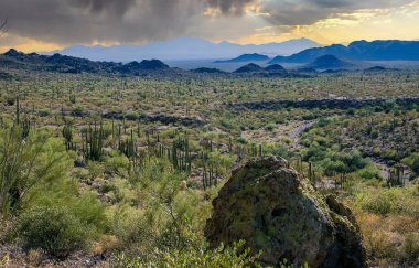 Kaktüslü çöl manzarası (Stenocereus thurberi, Carnegiea gigantea) ve Arizona 'daki Organ Borusu Ulusal Parkı' ndaki diğer sulu bitkiler