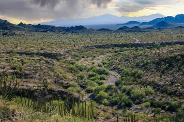 Kaktüslü çöl manzarası (Stenocereus thurberi, Carnegiea gigantea ve Arizona 'daki Organ Borusu Ulusal Parkı' ndaki diğer sulu bitkiler)