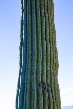 Carnegiea dev çayı. Arizona 'daki Organ Pipe Ulusal Parkı' ndaki kayalık çölde mavi bir gökyüzüne karşı dev bir kaktüs.