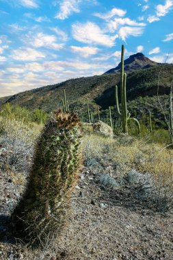 Ferocactus wislizeni (Fishhook Barrel Kaktüsü) - Arizona 'daki Organ Pipe Kaktüs Ulusal Parkı' ndaki kaya çölünde olgunlaşmış meyve ve tohumlarla çiçek açan bitki.