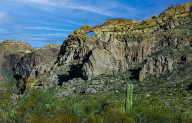 Kaktüslü çöl manzarası (Opuntia, Stenocereus thurberi, Carnegiea gigantea) ve Arizona 'daki Organ Borusu Ulusal Parkı' ndaki diğer sulu bitkiler