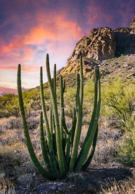 Kaktüslü çöl manzarası, Stenocereus Thurberi, Carnegiea dev çayı ve Arizona 'daki Organ Borusu Ulusal Parkı' ndaki diğer sulu bitki ve bitkiler.