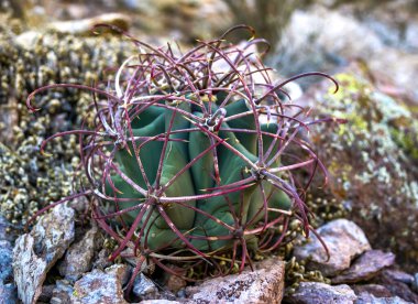 Ferocactus wislizeni (Fishhook Barrel Kaktüsü), Arizona 'daki Organ Boru Kaktüsü NP' de kayaların arasında büyüyen genç bir bitki.