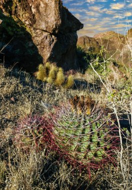 Ferocactus wislizeni (Fishhook Barrel Kaktüsü) - Arizona 'daki Organ Pipe Kaktüs Ulusal Parkı' ndaki kaya çölünde olgunlaşmış meyve ve tohumlarla çiçek açan bitki.