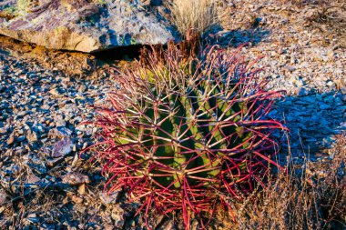 Ferocactus wislizeni (Fishhook Barrel Kaktüsü), Arizona 'daki Organ Boru Kaktüsü NP' de kayaların arasında büyüyen genç bir bitki.