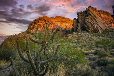 Kaktüslü çöl manzarası (Opuntia, Stenocereus thurberi, Carnegiea gigantea) ve Arizona 'daki Organ Borusu Ulusal Parkı' ndaki diğer sulu bitkiler
