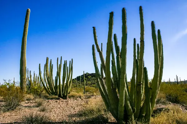 Kaktüslü çöl manzarası, Stenocereus Thurberi, Carnegiea dev çayı ve Arizona 'daki Organ Borusu Ulusal Parkı' ndaki diğer sulu bitki ve bitkiler.