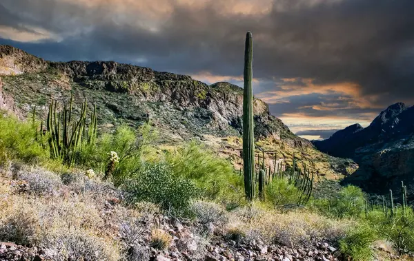 stock image Desert landscape with cacti, Stenocereus thurberi, Carnegiea gigantea and other succulents and plants in Organ Pipe National Park, Arizona