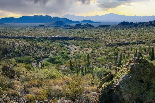 stock image Desert landscape with cacti (Stenocereus thurberi, Carnegiea gigantea) and other succulents in Organ Pipe National Park, Arizona