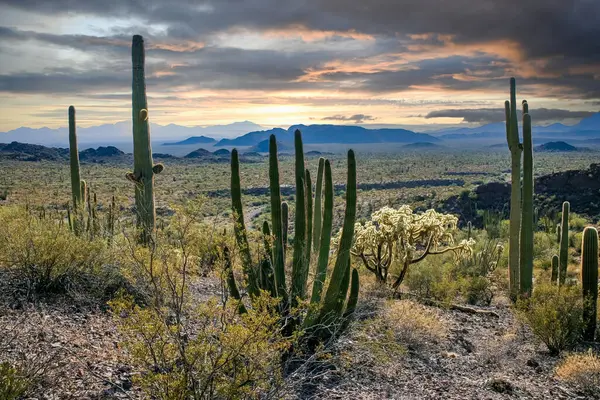 Kaktüslü çöl manzarası, Stenocereus Thurberi, Carnegiea dev çayı ve Arizona 'daki Organ Borusu Ulusal Parkı' ndaki diğer sulu bitki ve bitkiler.