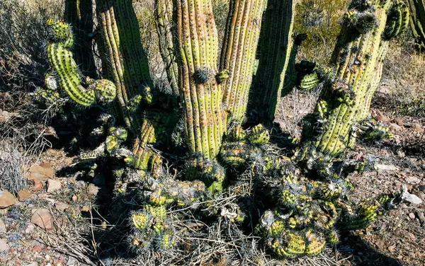 stock image Cacti Stenocereus thurberi in Organ Pipe National Park, Arizona