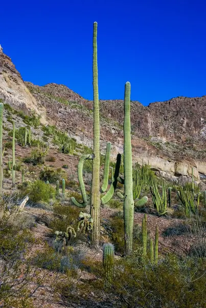 stock image Desert landscape with cacti, Stenocereus thurberi, Carnegiea gigantea and other succulents and plants in Organ Pipe National Park, Arizona