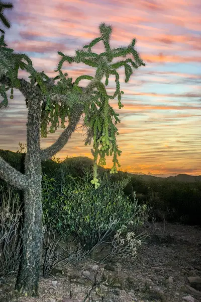 stock image Teddy-bear cholla (Cylindropuntia bigelovii) - desert landscape, large thickets of prickly pear cactus with tenacious yellowish spines in Joshua Tree NP, California