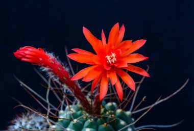 Matucana sp. - Botanik koleksiyonunda kaktüs, Ukrayna