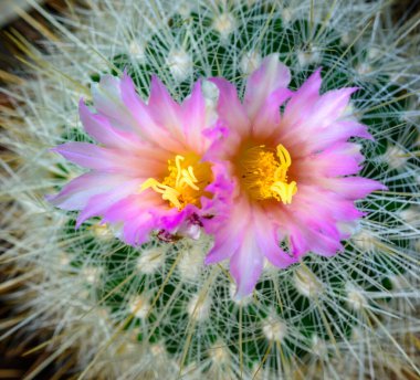 Mammillaria Sp., baharda pembe çiçeklerle açan bir kaktüsün yakın çekimi.