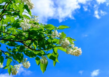 Kafkas mesanesi, Kolhis mesanesi (Staphylea colchica) - Bahçedeki mavi gökyüzüne karşı beyaz çiçekli bir bitkinin yakın çekimi
