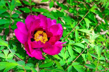 Bahçe ağacı şakayığının kırmızı çiçeği, bahçede bal bitkisi, Ukrayna