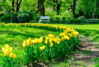 Baharda canlı sarı lalelerle çevrili beyaz bir bankla Serene Park ayarları