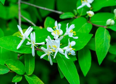 Tatar hanımeli Lonicera tatarica - Botanik koleksiyonunda yeşil yaprakların arka planında beyaz çiçekler, Ukrayna