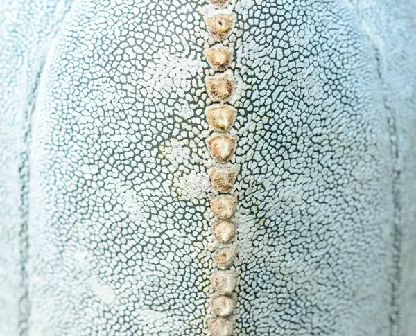 stock image Astrophytum myriostigma - close-up of a plant with white fluffy dots on its body in a collection of succulent plants