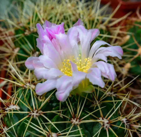 Stock image Mammillaria sp., close-up of a cactus blooming with pink flowers in spring