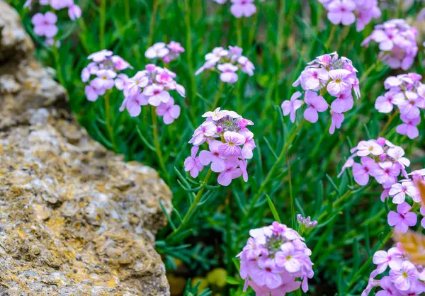stock image Aethionema saxatile (Cruciferae) - plant with pink flowers on a stone hill in the garden