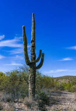 Carnegiea dev çayı. Arizona 'daki Organ Pipe Ulusal Parkı' ndaki kayalık çölde mavi bir gökyüzüne karşı dev bir kaktüs.