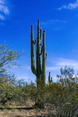 Carnegiea dev çayı. Arizona 'daki Organ Pipe Ulusal Parkı' ndaki kayalık çölde mavi bir gökyüzüne karşı dev bir kaktüs.