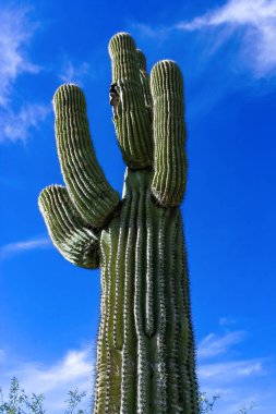 Carnegiea dev çayı. Arizona 'daki Organ Pipe Ulusal Parkı' ndaki kayalık çölde mavi bir gökyüzüne karşı dev bir kaktüs.