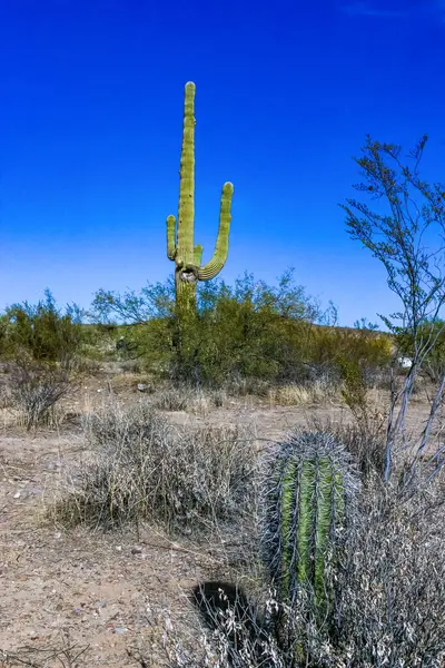 stock image Carnegiea gigantea - giant cactus against a blue sky in the rock desert in Organ Pipe National Park, Arizona