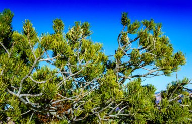 Arizona 'da gökyüzüne karşı Büyük Kanyon bölgesinde dağlarda iğne yapraklı kozalaklı çam ağacı.