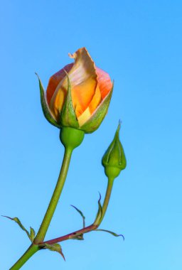 Bahçedeki mavi gökyüzüne karşı sarı gül tomurcuğu, Ukrayna