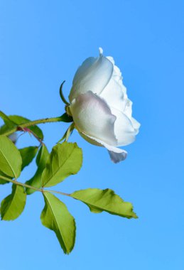 Bahçedeki mavi gökyüzüne karşı beyaz gül, Ukrayna