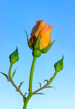 Bahçedeki mavi gökyüzüne karşı sarı gül tomurcuğu, Ukrayna