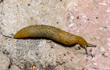 Limacus flavus - Bahçede sürünen sarı sümüklü böcek, Ukrayna