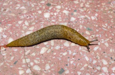 Limacus flavus - Bahçede sürünen sarı sümüklü böcek, Ukrayna