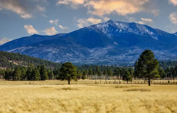 Ponderosa çam ağaçları ve kar kaplı Humphrey 'lerin Flagstaff, Arizona ABD' de zirve yaptığı altın çayır manzarası.