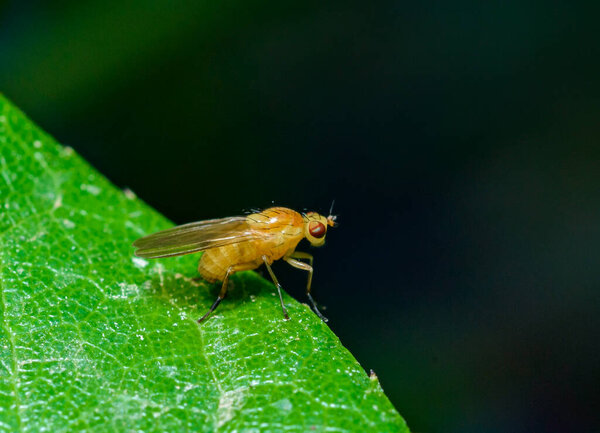 Fruit fly (Drosophila melanogaster) - small fruit fly on a background of green leaves