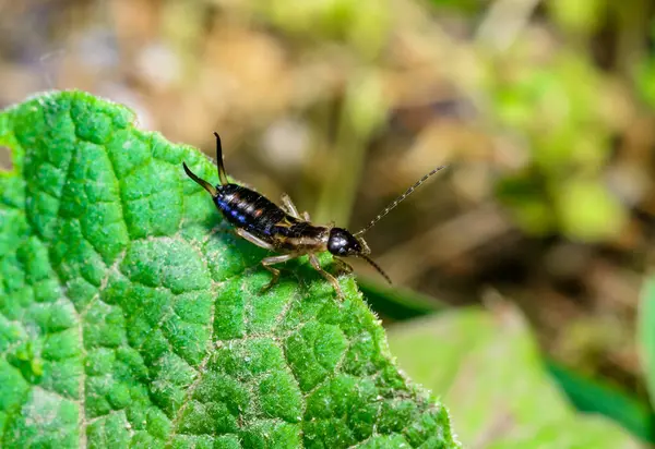 stock image European earwig Forficula auricularia - insect on a background of green leaves in the garden