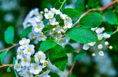 Spiraea kantoniensis - İlkbaharda, Ukrayna 'da küçük beyaz çiçekli çalı bitkisi