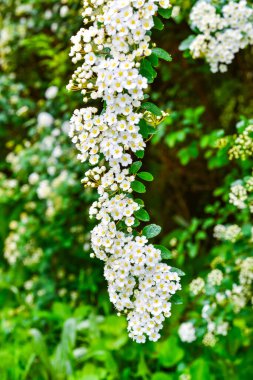 Spiraea kantoniensis - İlkbaharda, Ukrayna 'da küçük beyaz çiçekli çalı bitkisi